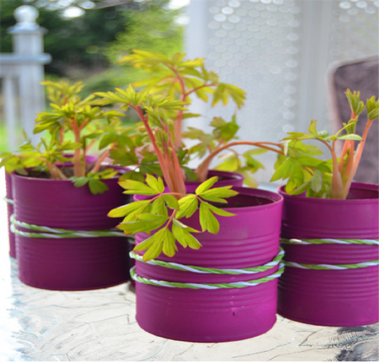 DIY Tin Can Planters